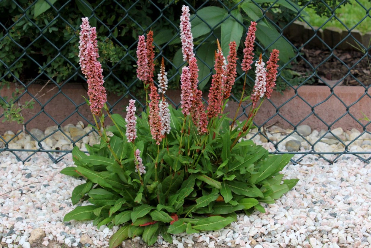 Горец Горец