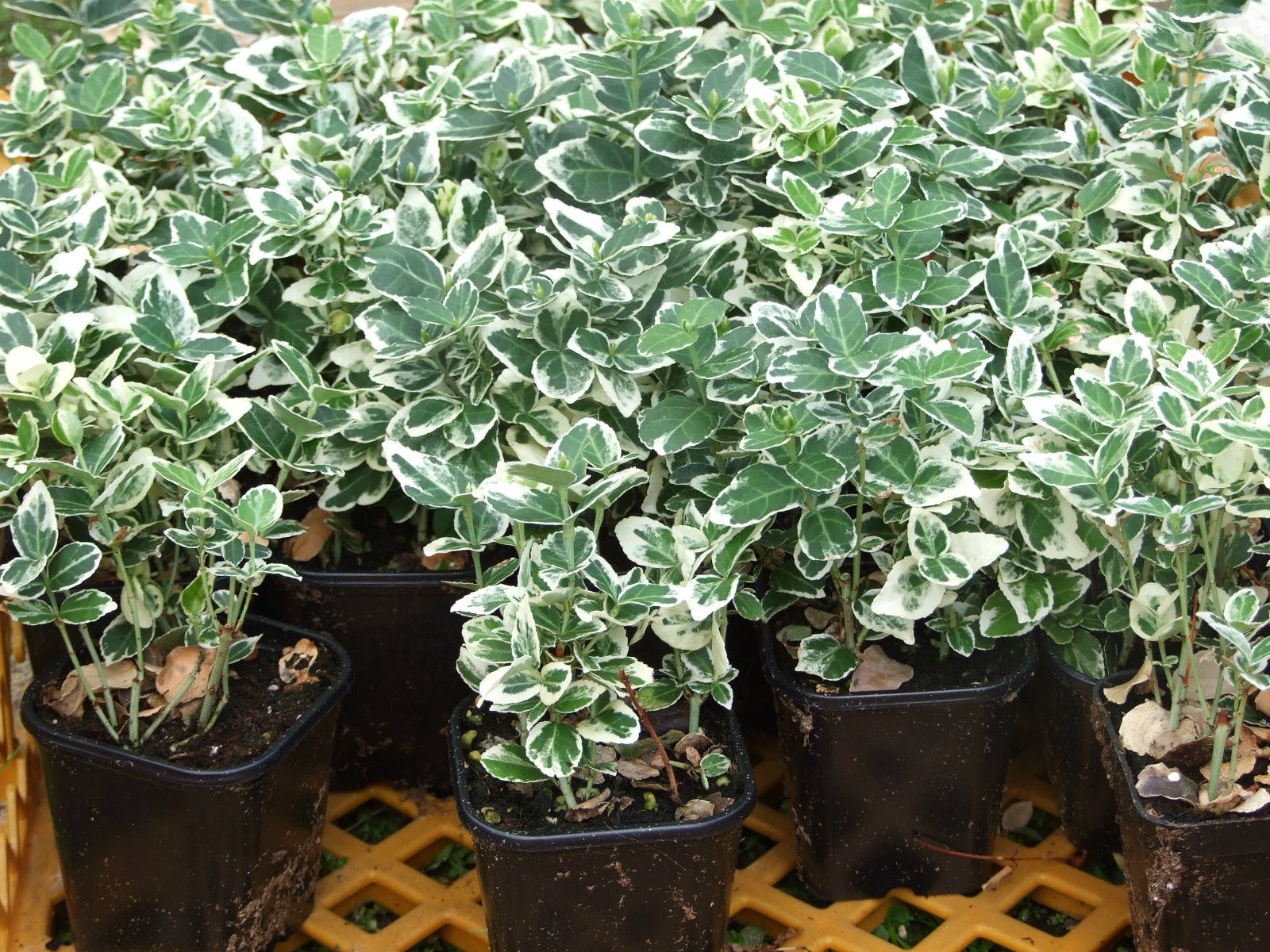 Бересклет Форчуна