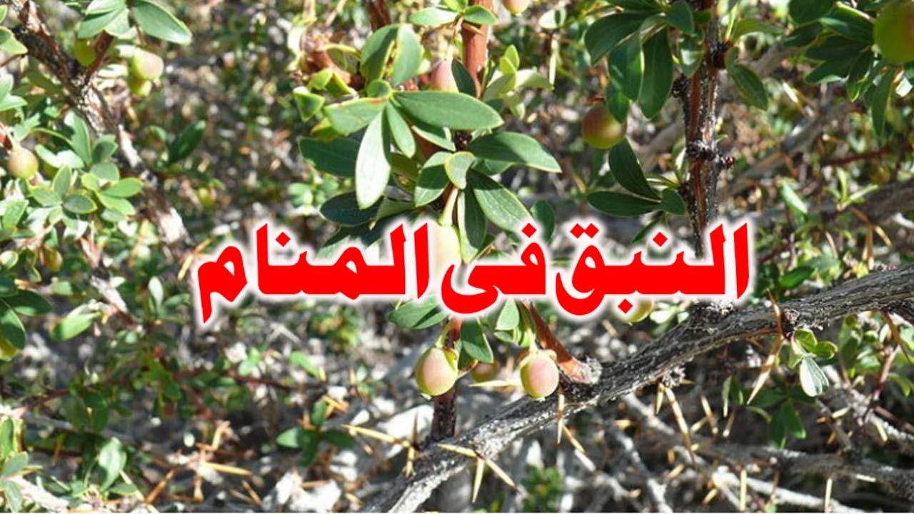 Барбарисовые (подсемейство)