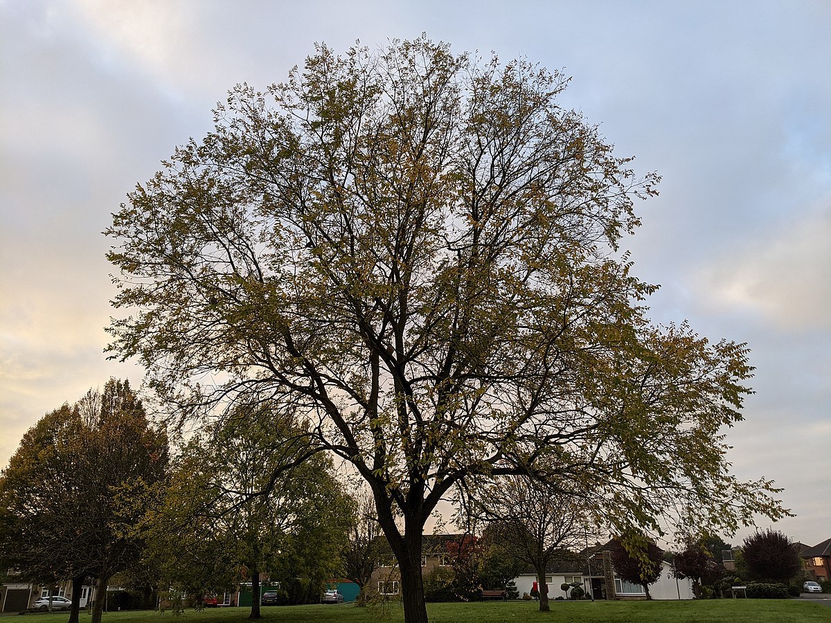 Вяз граболистный Вяз граболистный