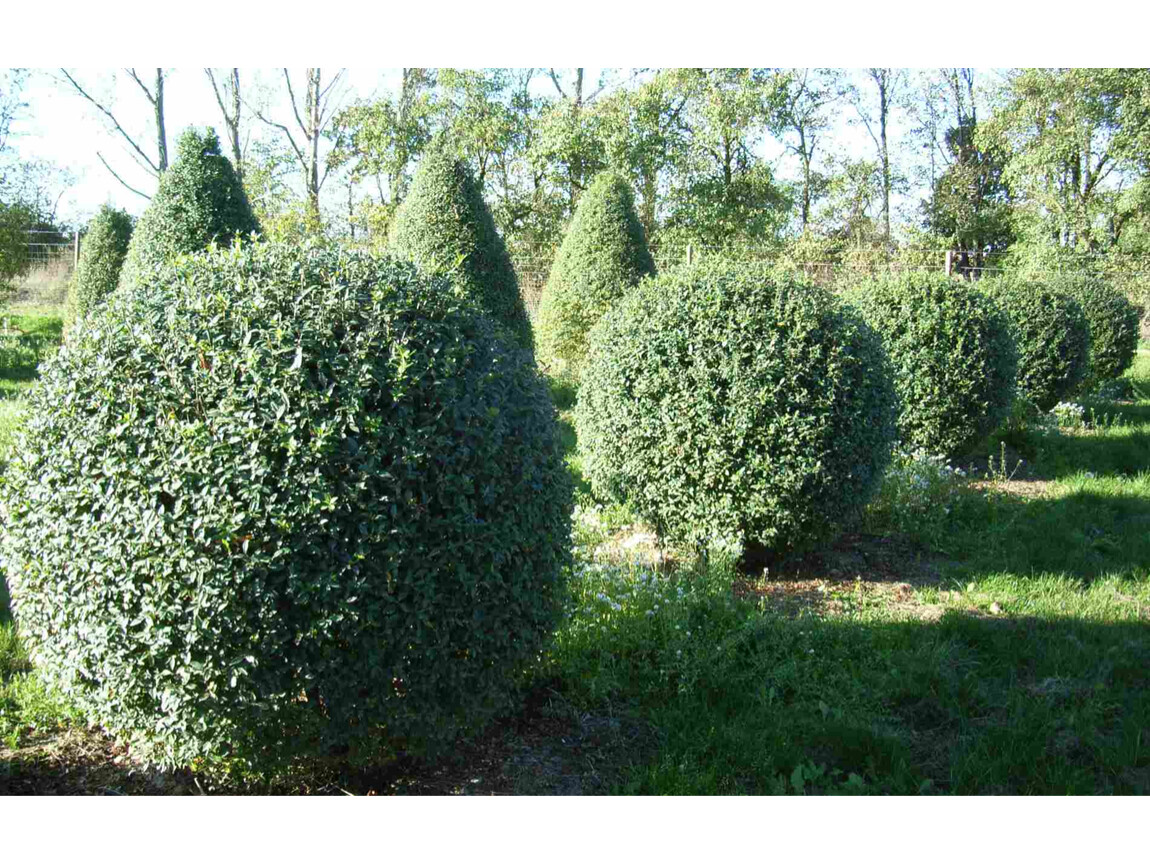 Бирючина плотная Бирючина плотная