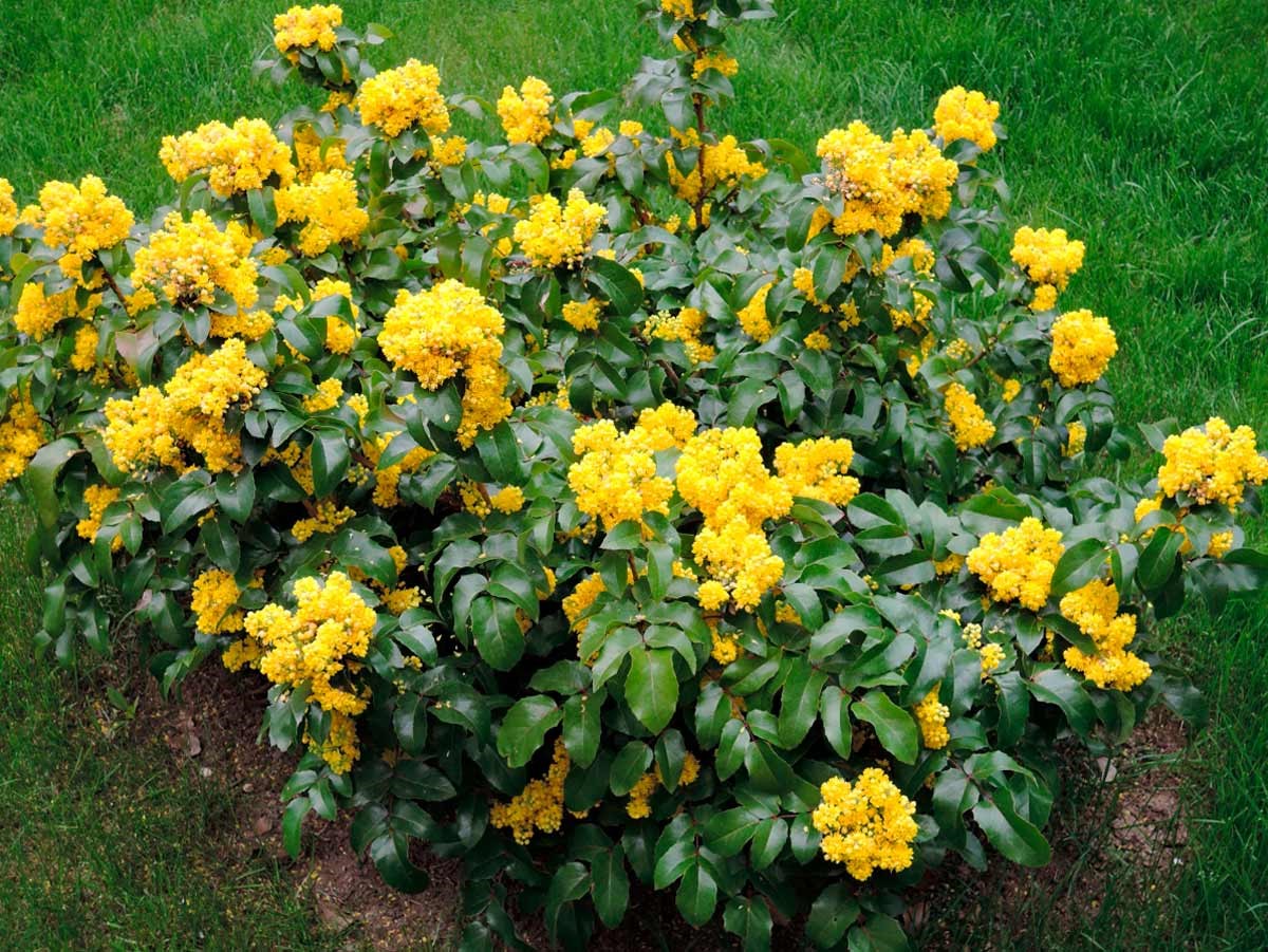 Магония падуболистная