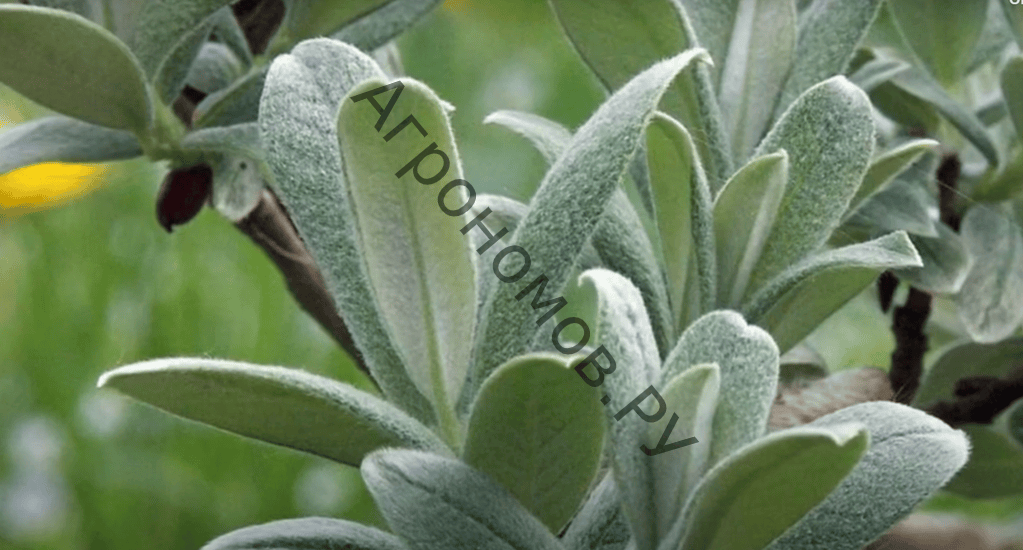 Ива пепельная