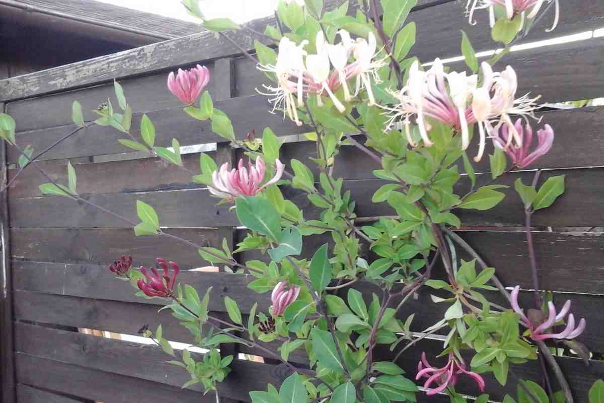 Жимолость каприфоль