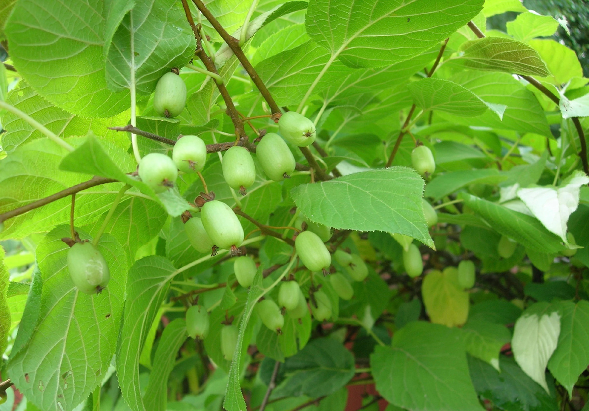 Актинидия полигамная