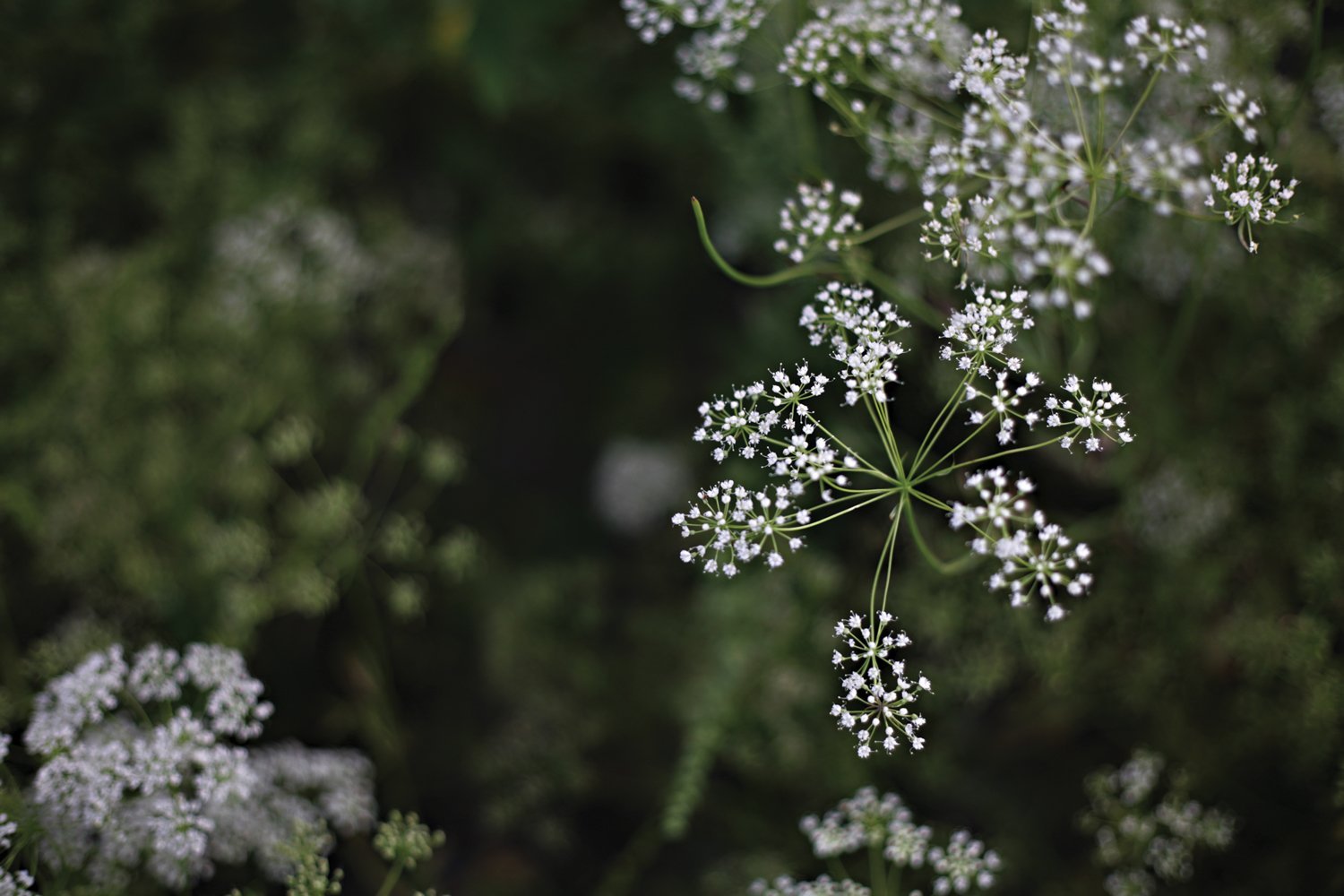 Бедренец Гроссгейма