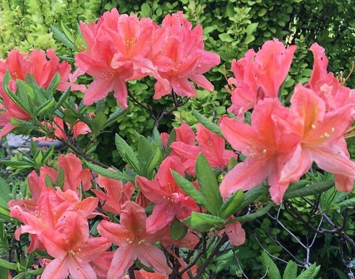 Рододендрон японский Рододендрон японский