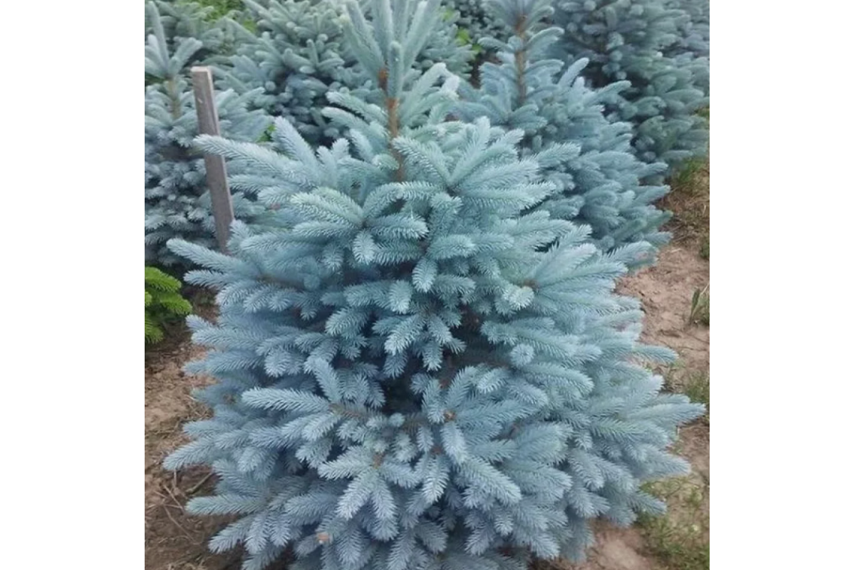 Ель колючая