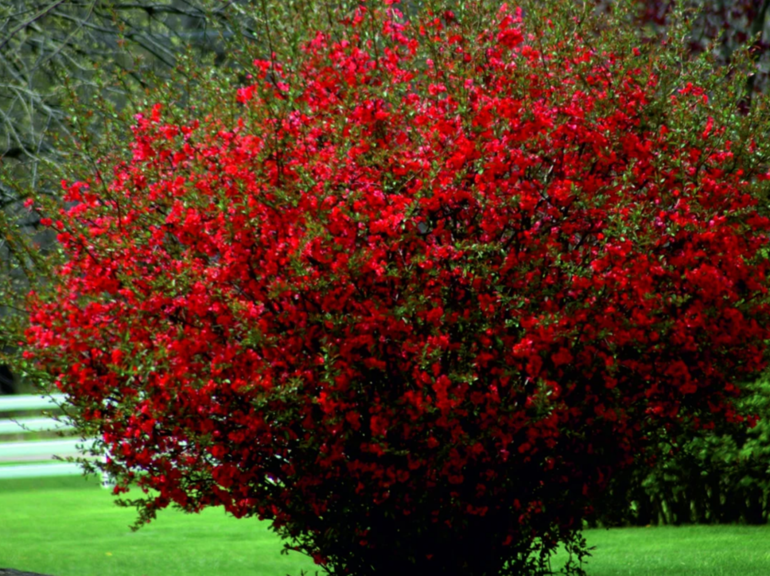 Айва китайская