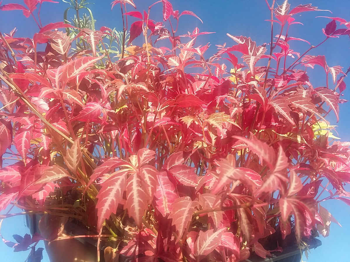 Девичий виноград Генри