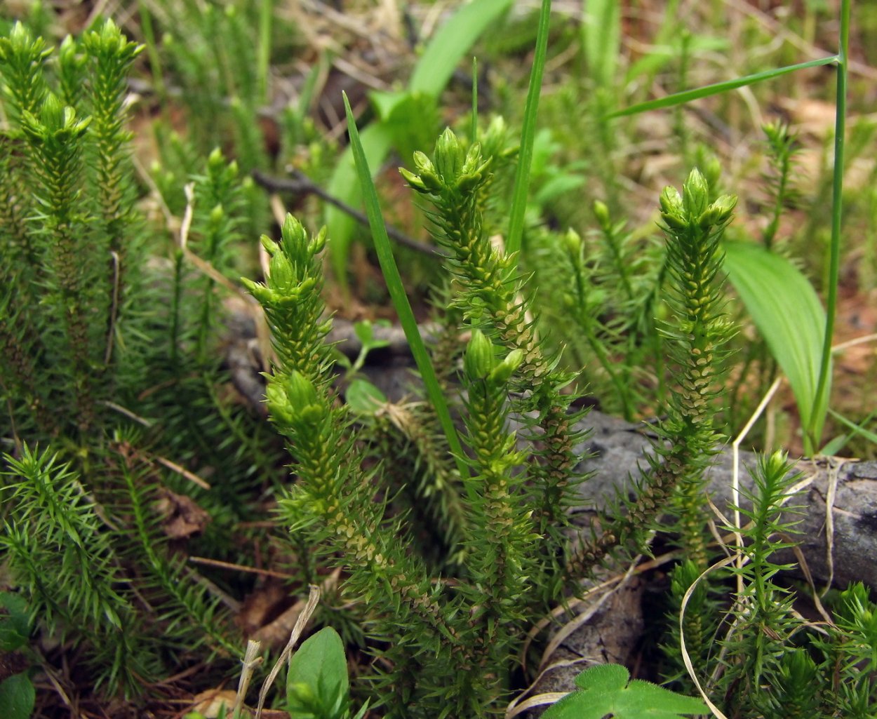 Баранец арктический