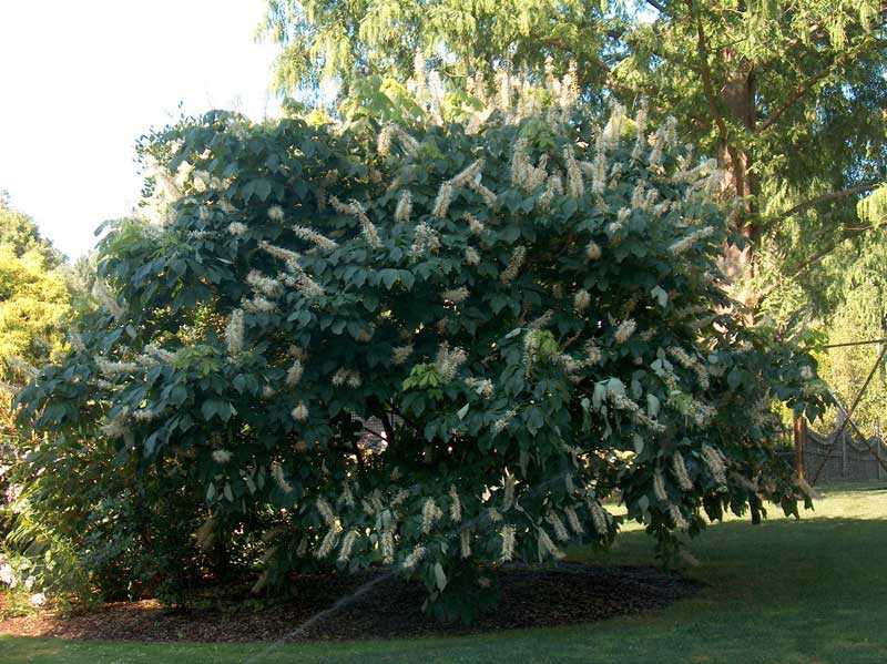 Каштан конский мелкоцветковый