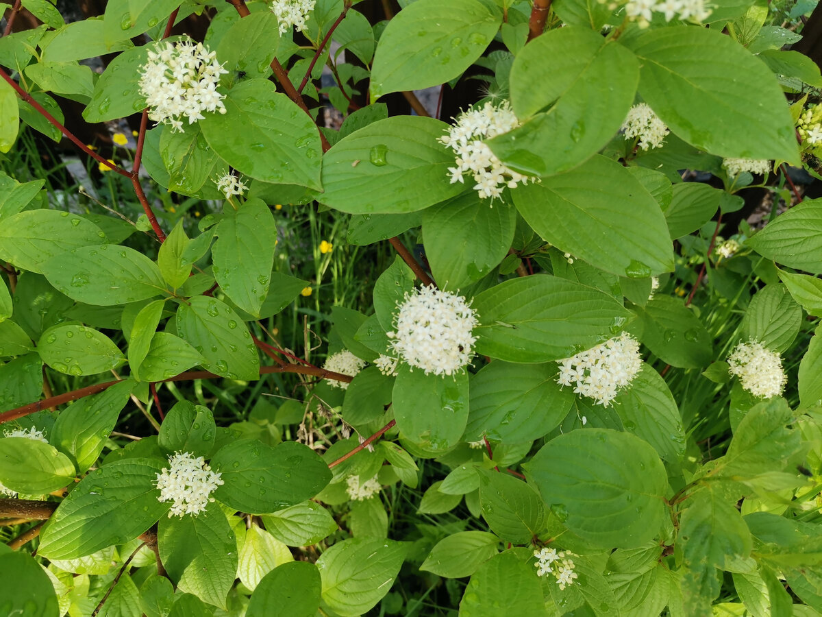 Дерен спорный Дерен спорный