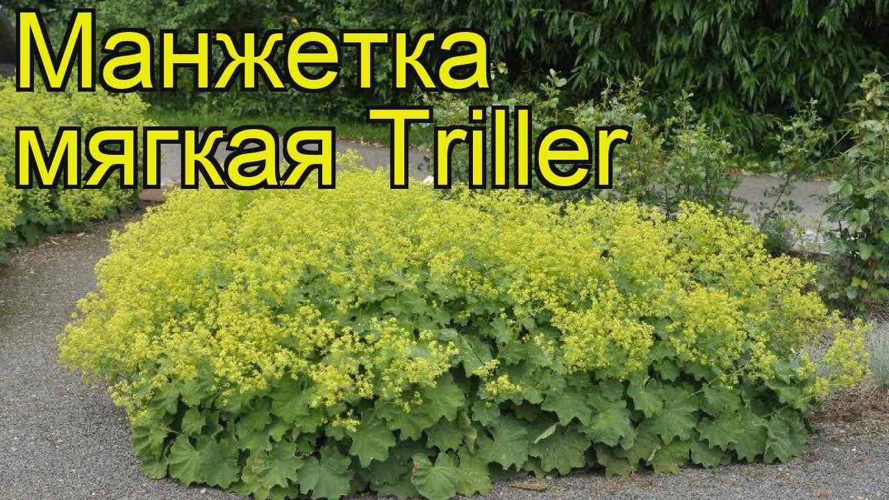 Манжетка