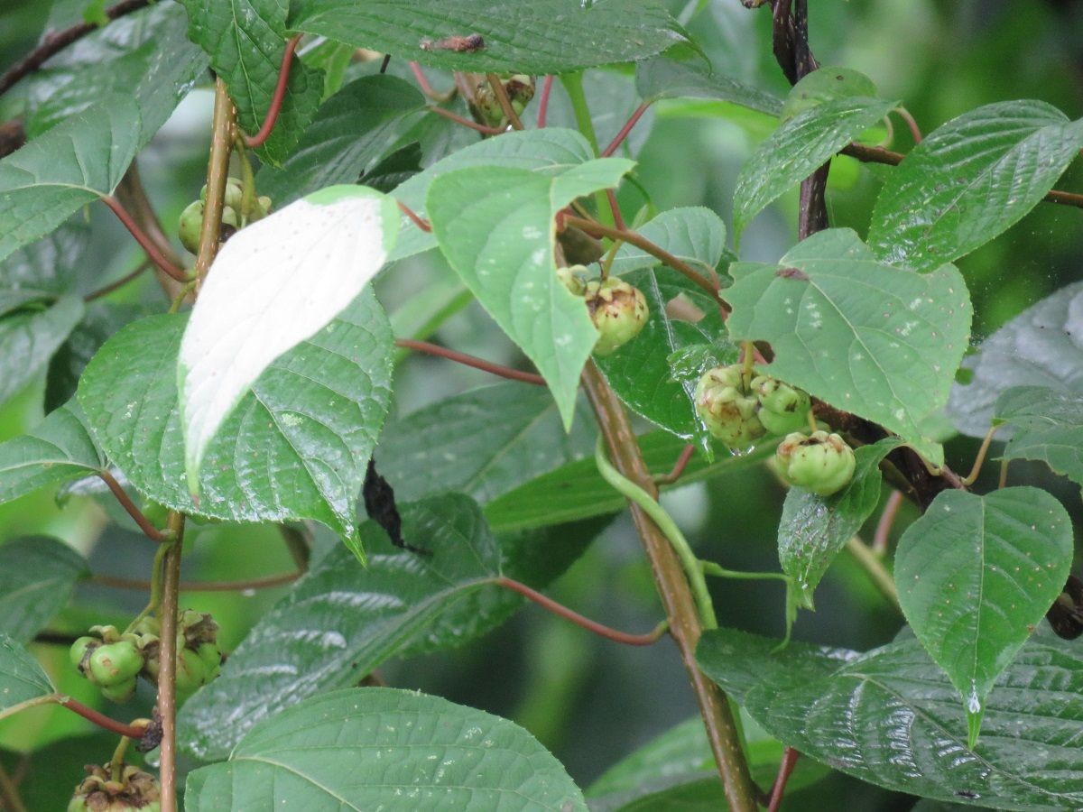 Актинидия полигамная