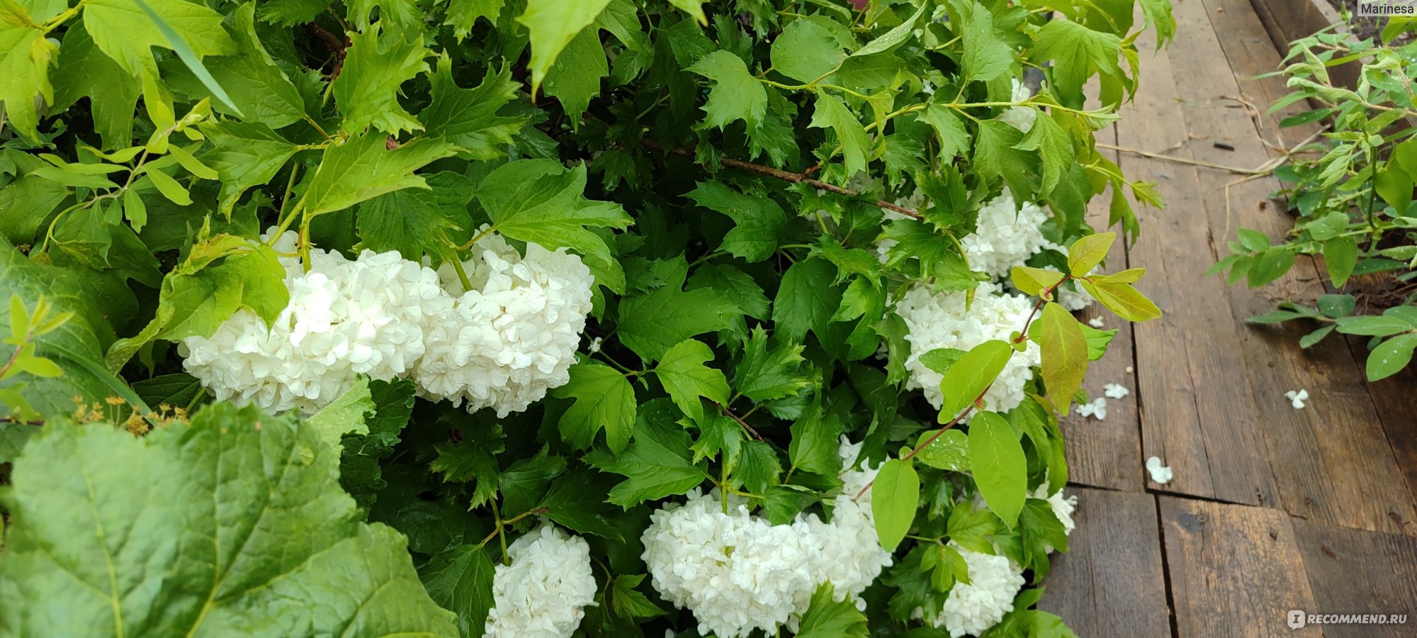 Калина буреинская