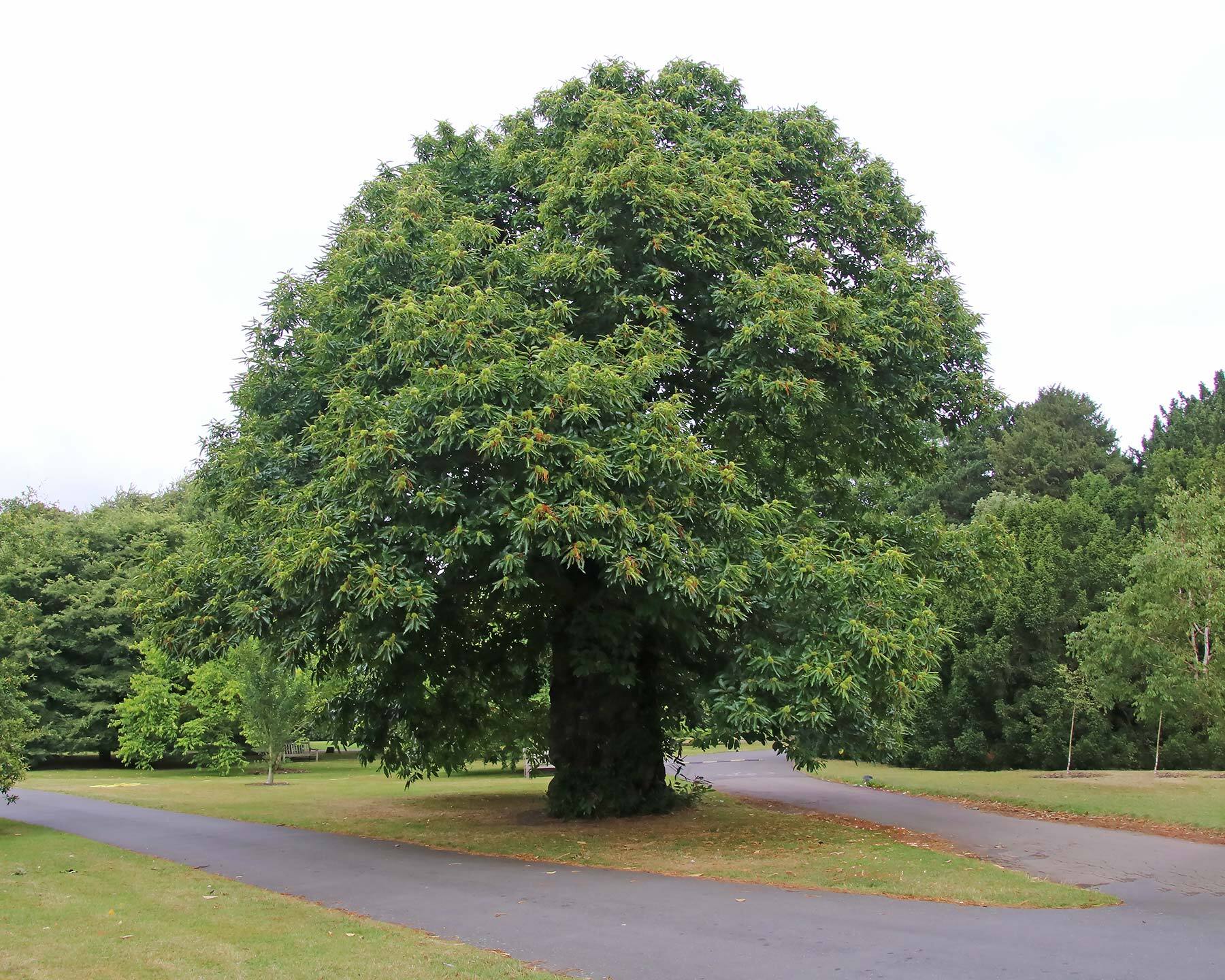 Каштан зубчатый