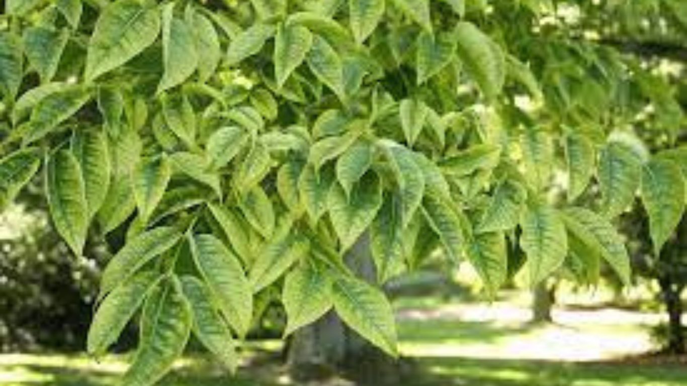 Бархат сахалинский Бархат сахалинский