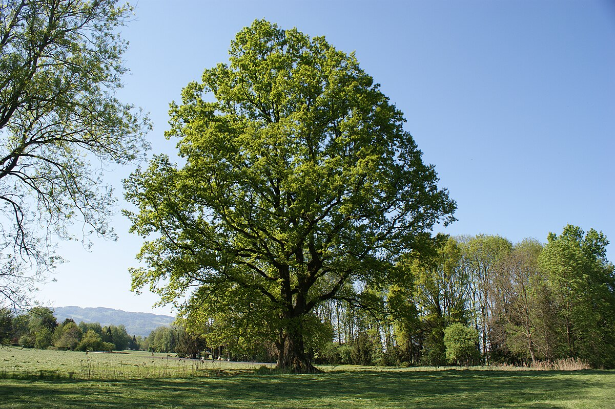 Дуб черешчатый Дуб черешчатый