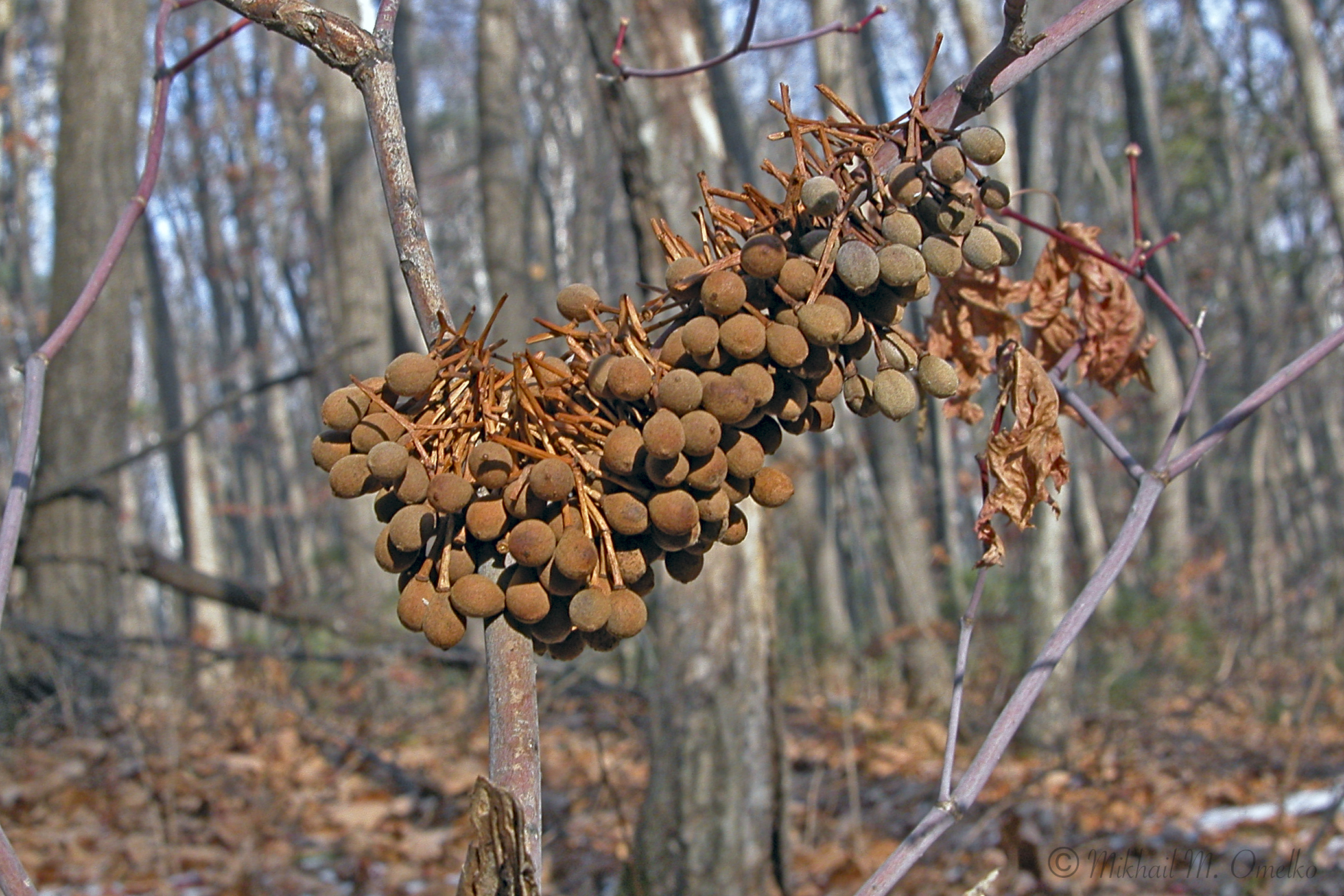 Липа маньчжурская