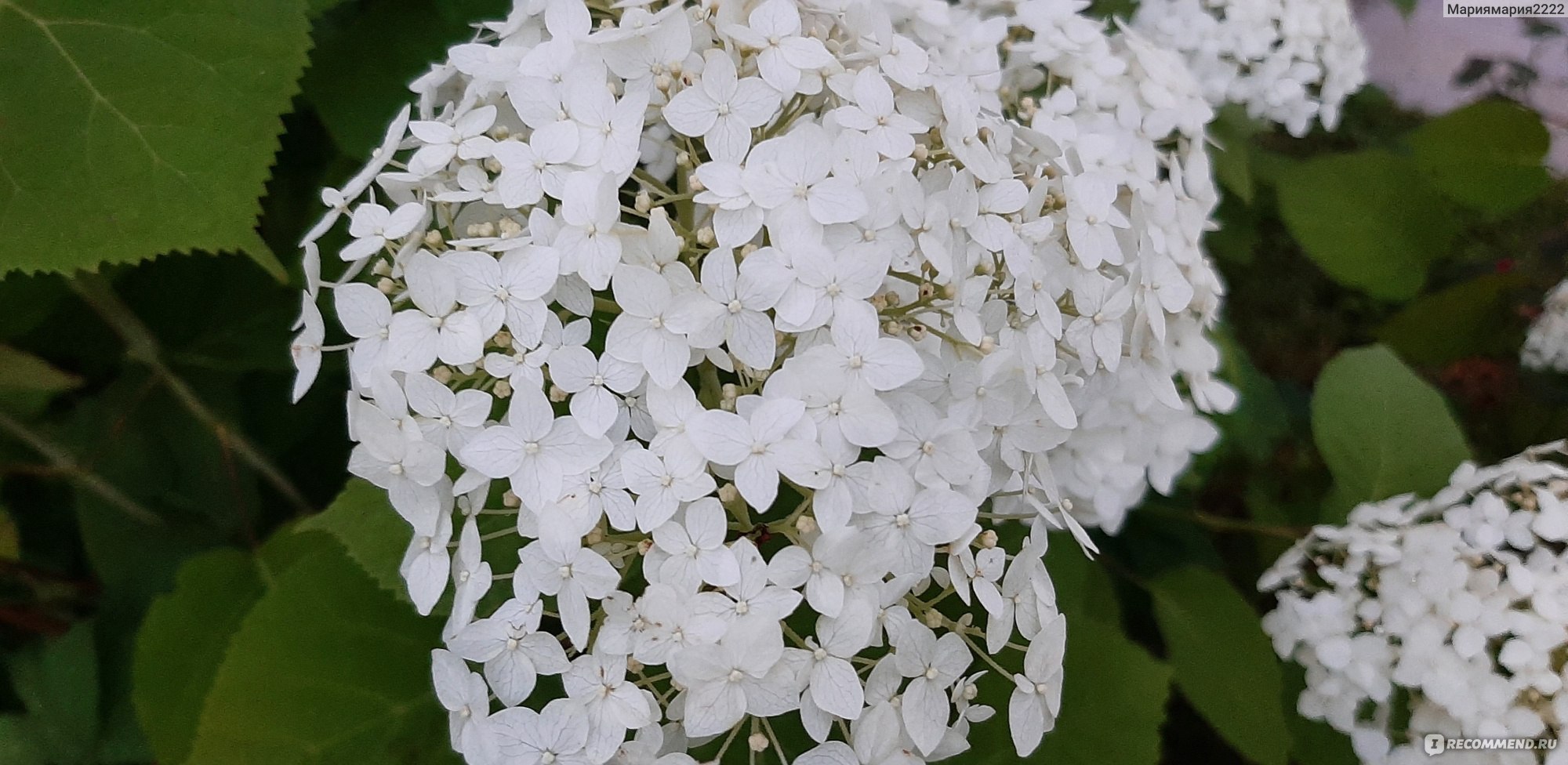 Гортензия пепельная Гортензия пепельная