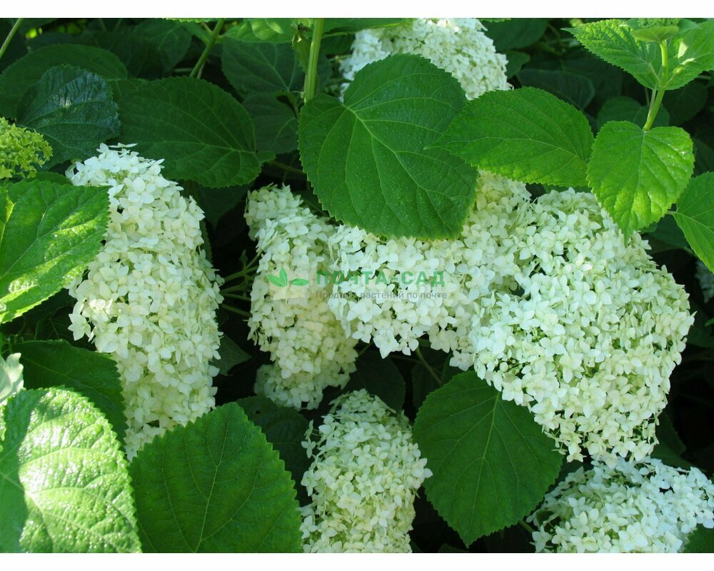 Гортензия пепельная Гортензия пепельная