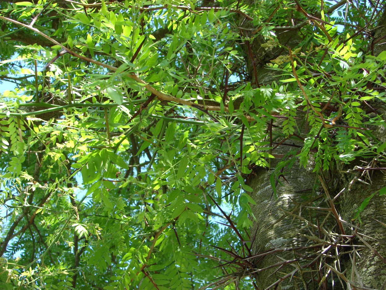 Гледичия трехколючковая Гледичия трехколючковая