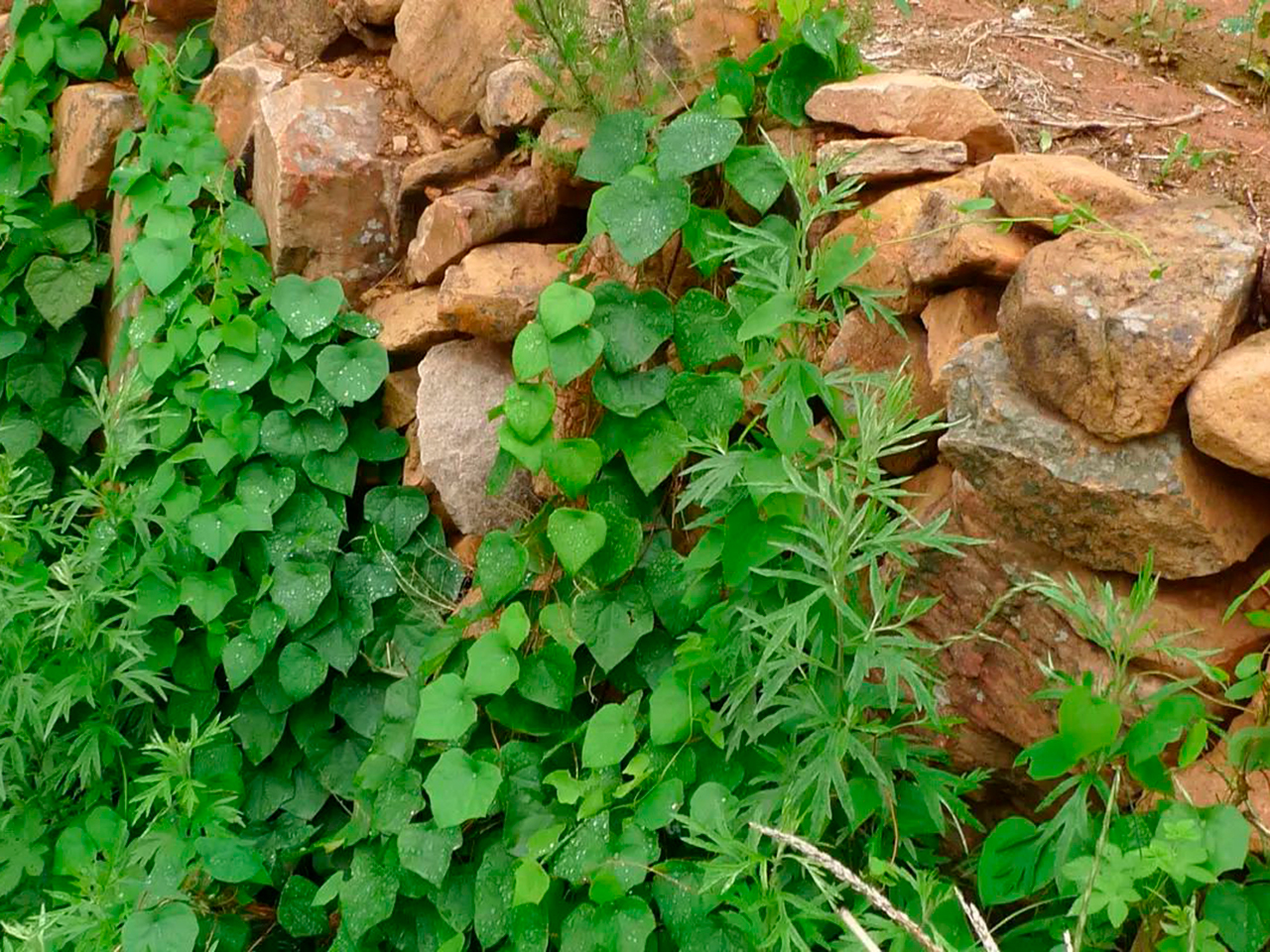 Луносемянник гибридный