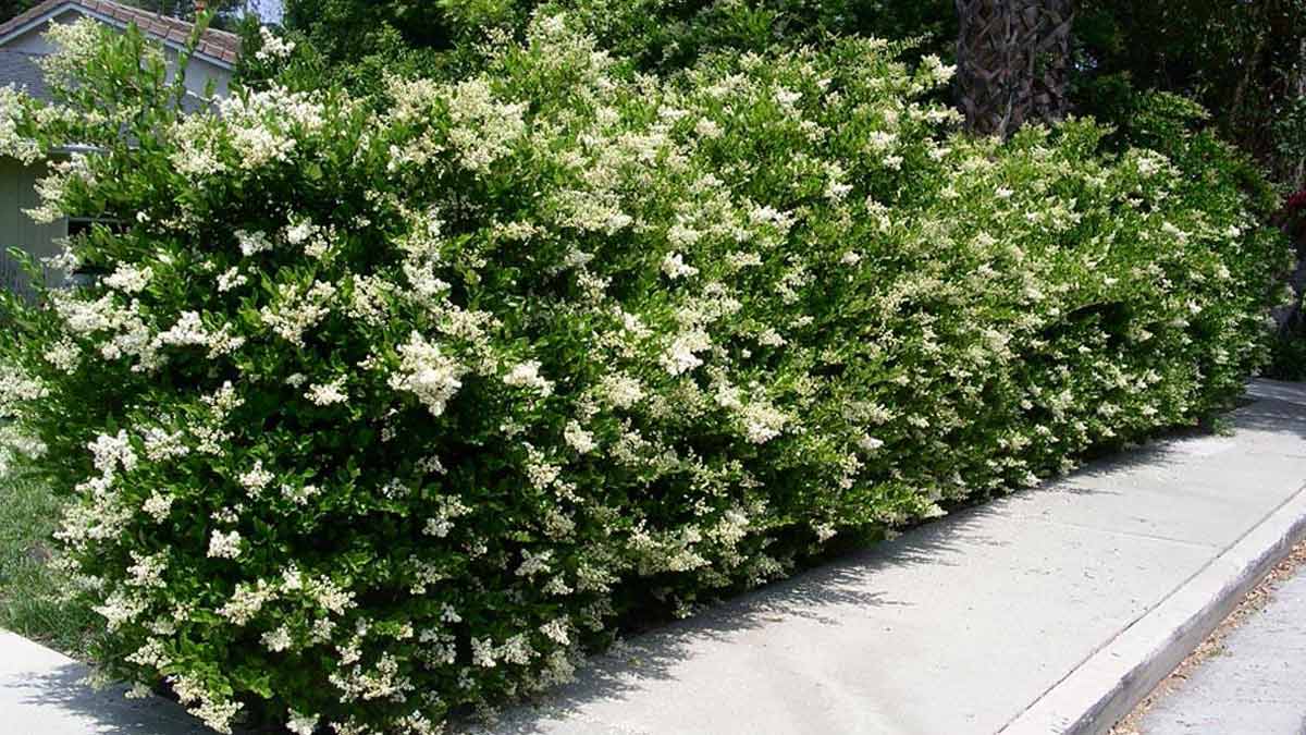 Бирючина пестрая Бирючина пестрая