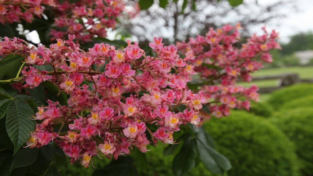 Каштан низкорослый