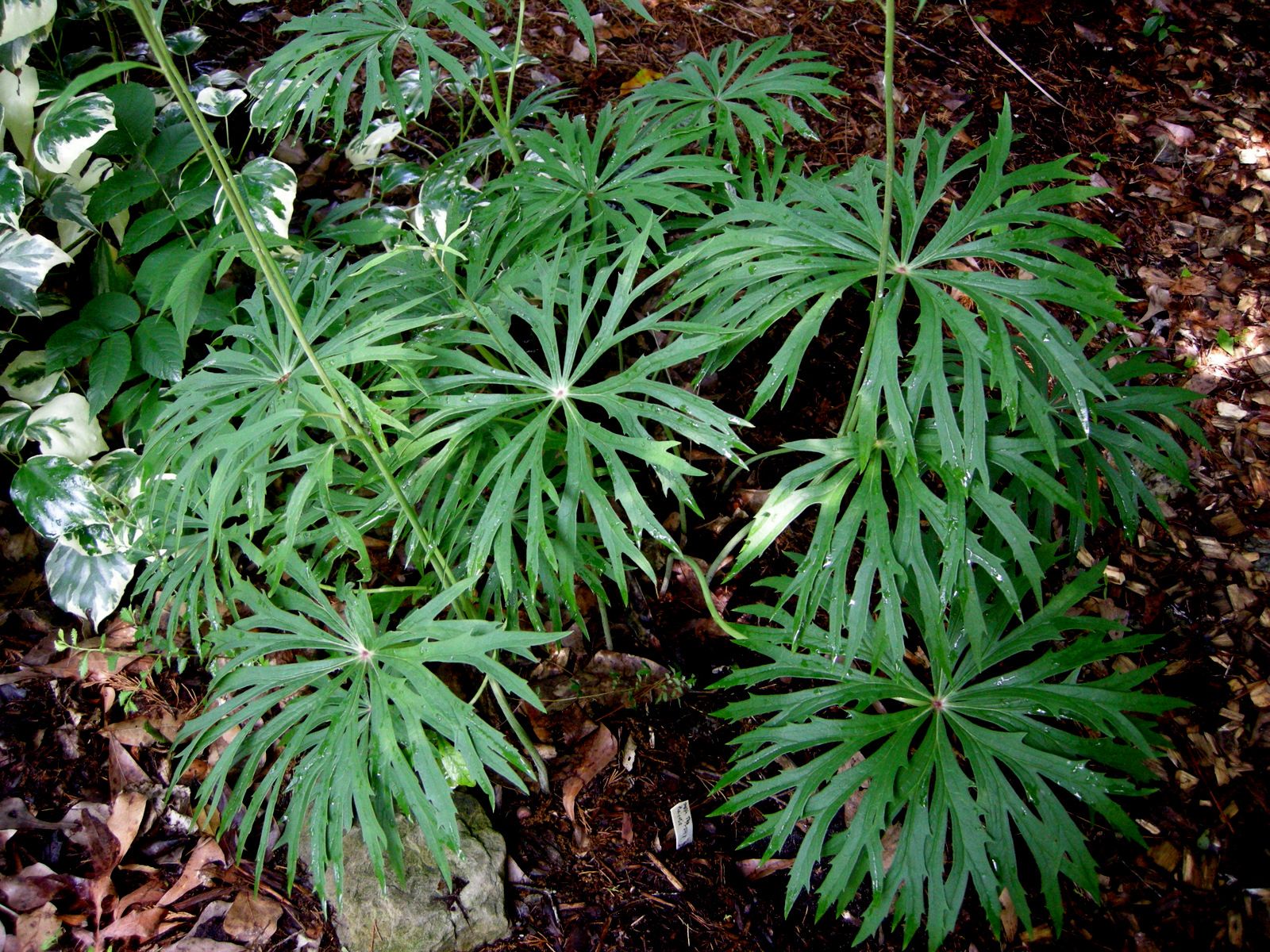 Барнадезия