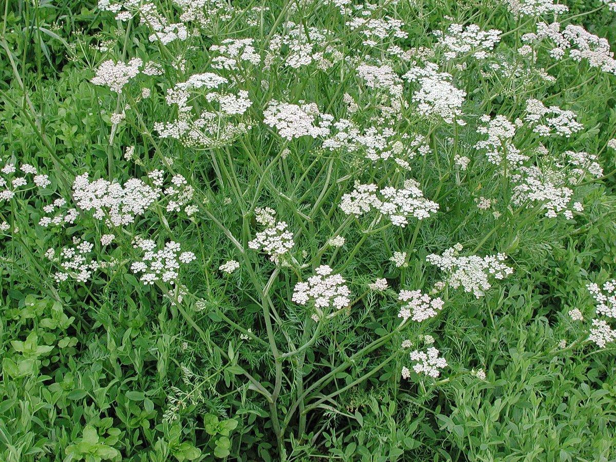 Бадьян анисовый