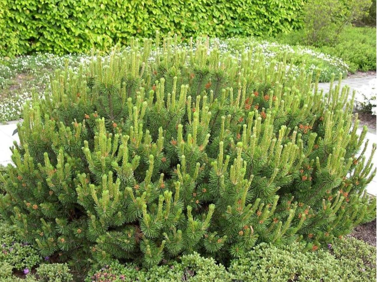 Сосна горная