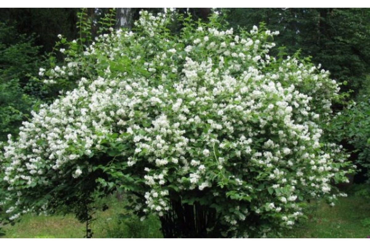 Жасмин отвороченный