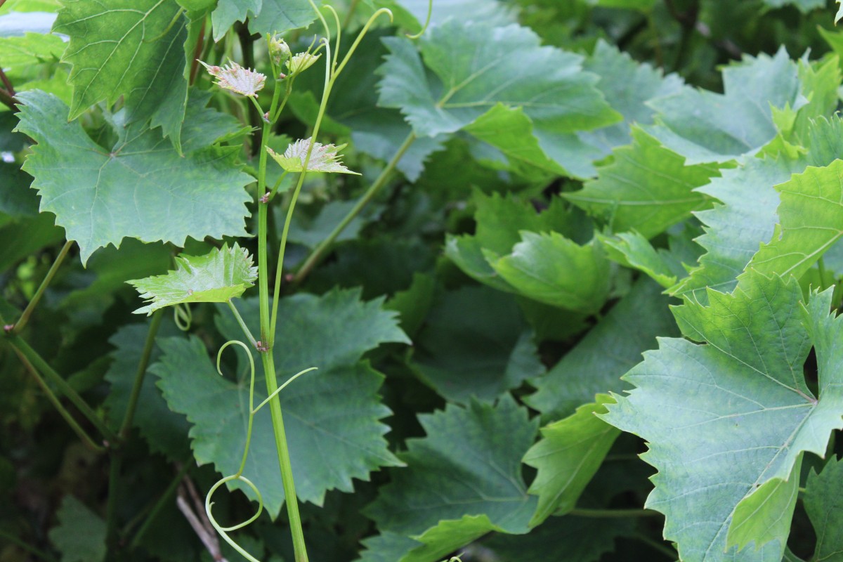 Виноград Монтикола Виноград Монтикола