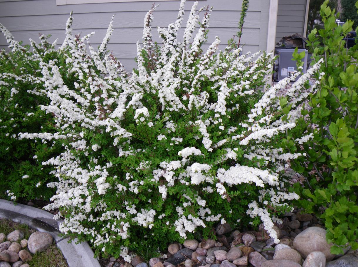 Спирея Спирея