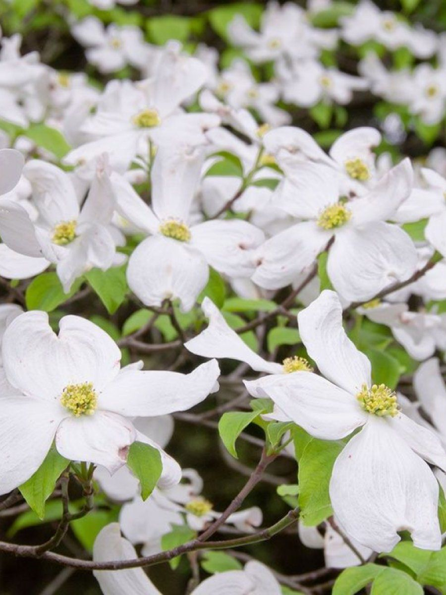 Дерен цветущий