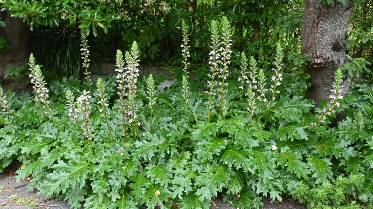 Аканта Аканта