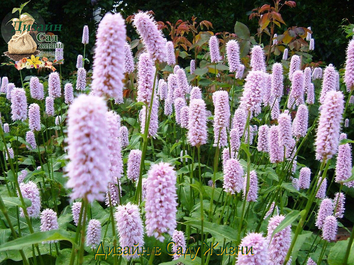 Горец Горец