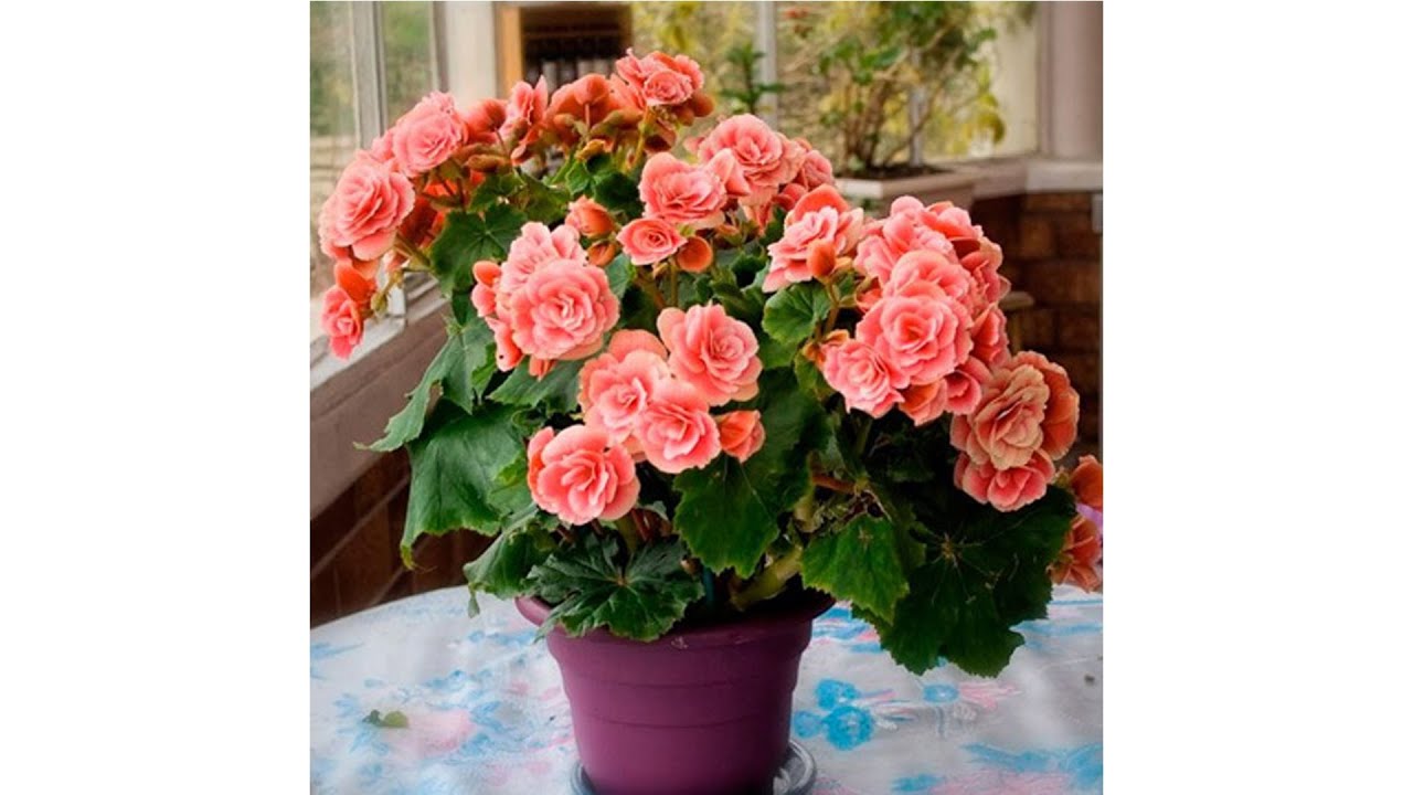 Бегония Бегония