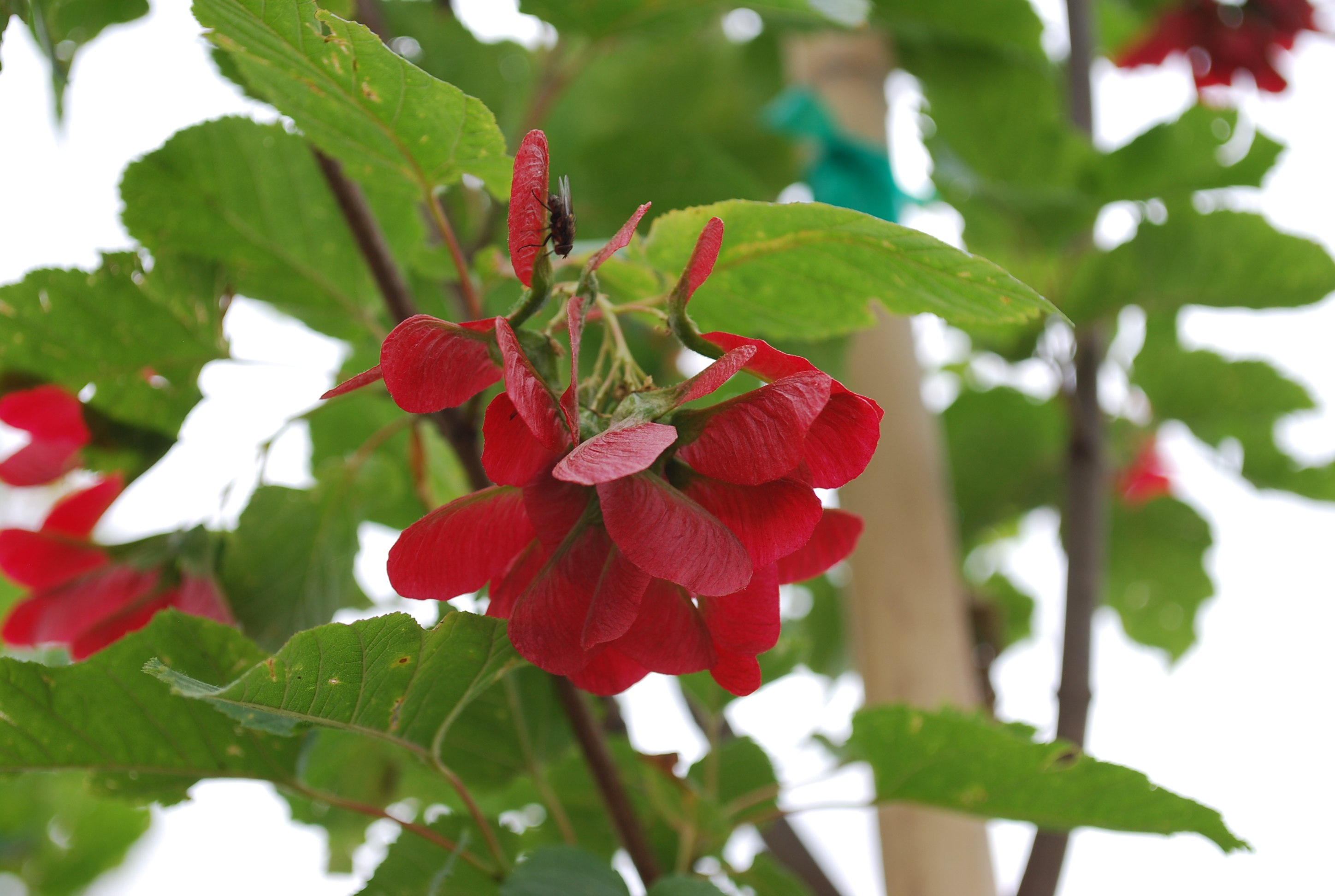 Клён татарский