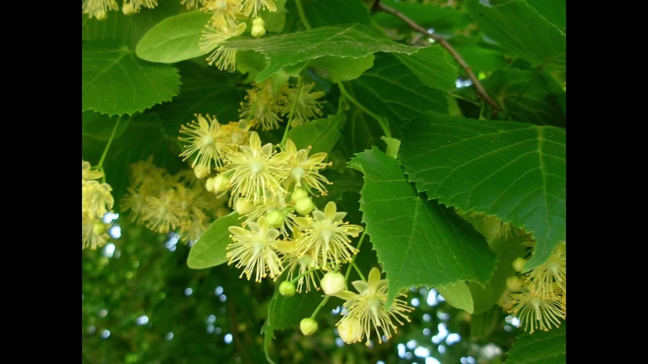 Липа кавказская Липа кавказская