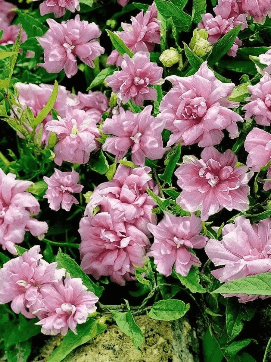 Калистегия японская