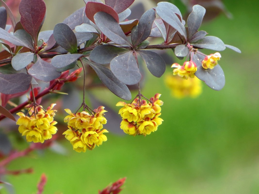 Барбарис разноцветоножковый Барбарис разноцветоножковый
