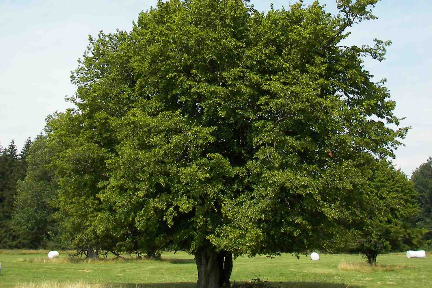 Граб сердцелистный Граб сердцелистный