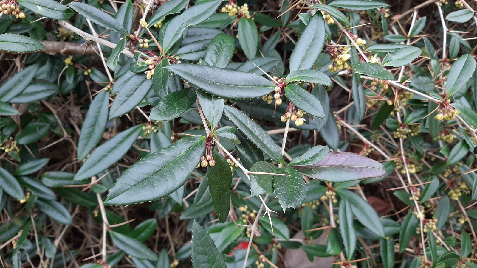 Барбарис Юлианы Барбарис Юлианы