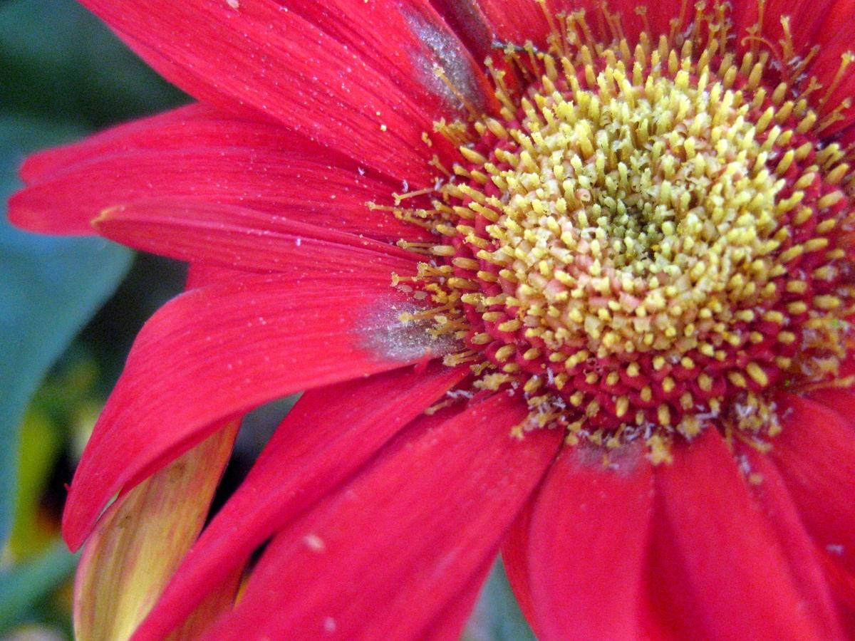 Бадьян настоящий