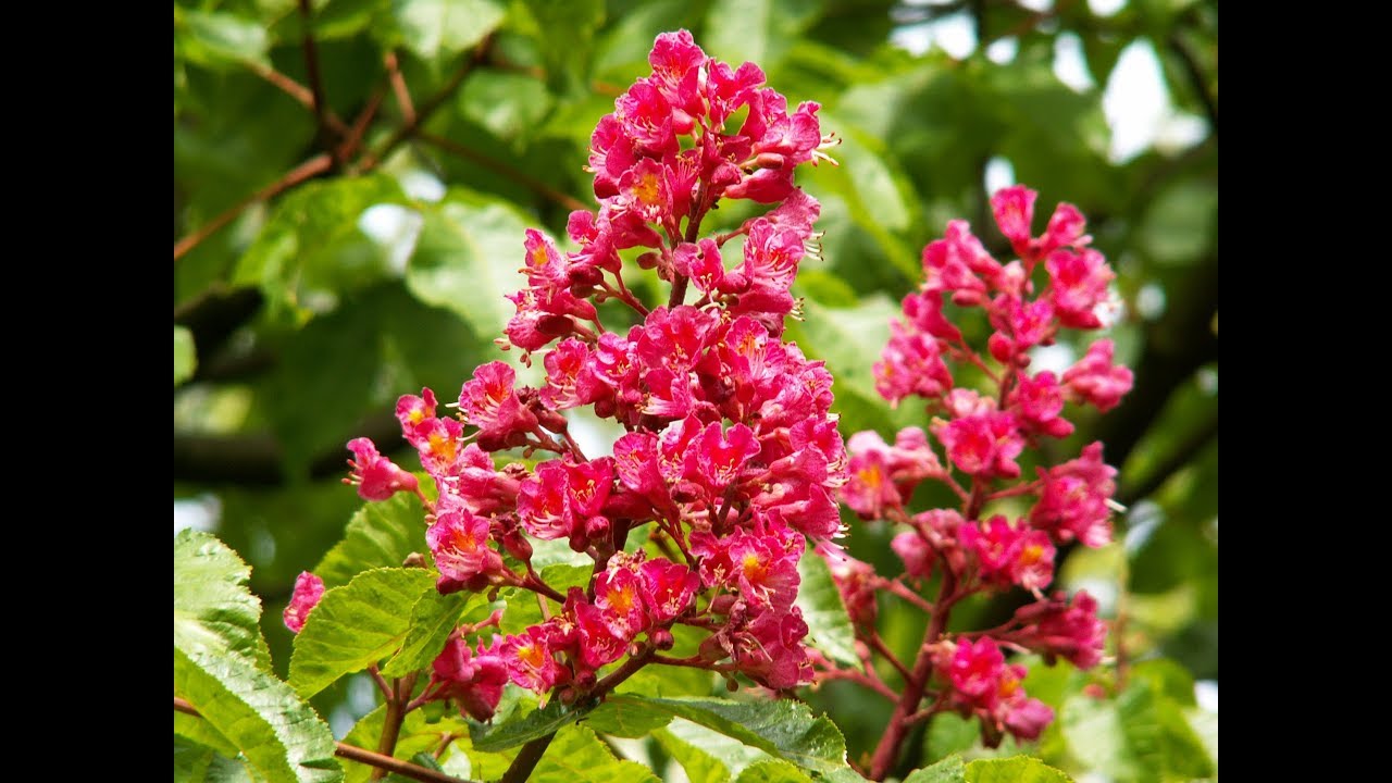 Каштан Сегю