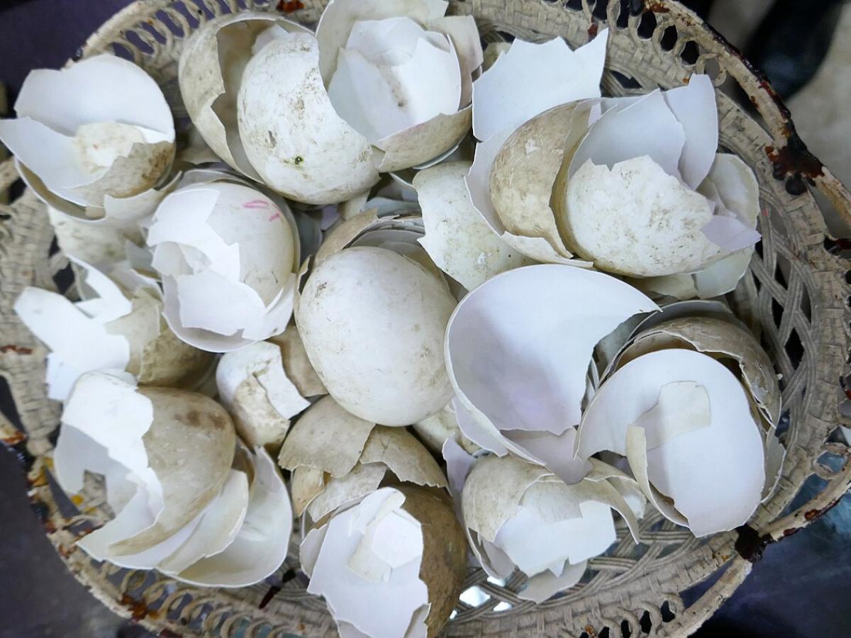 Башмачок слабый Башмачок слабый