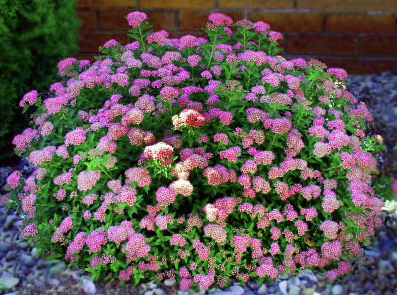 Спирея Спирея